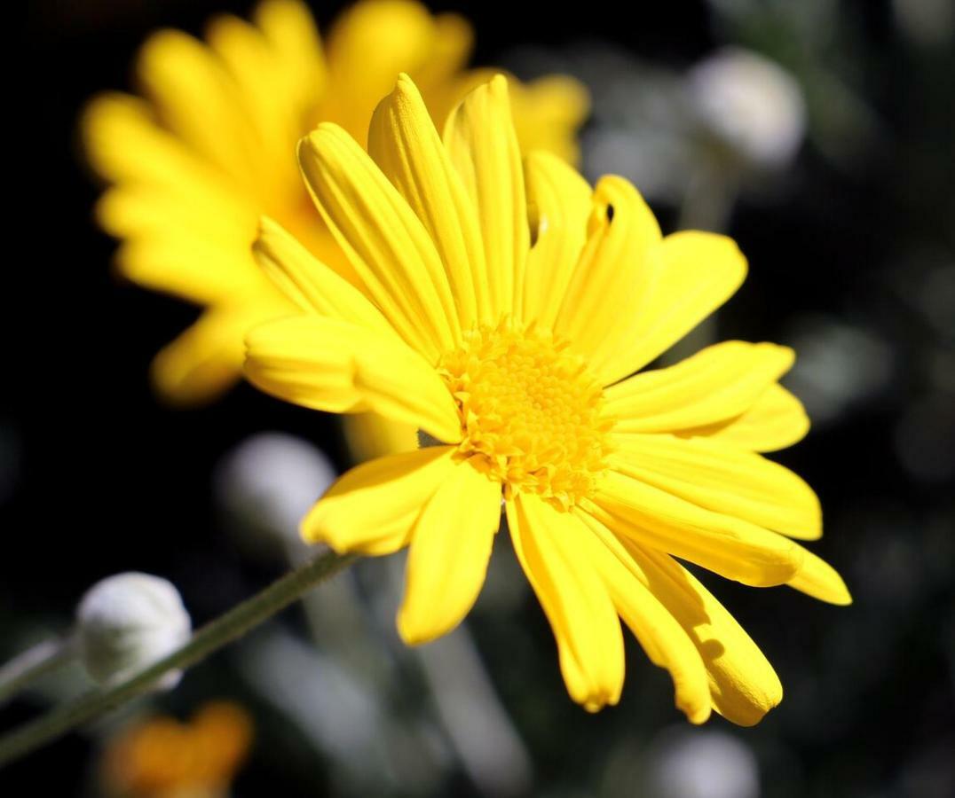 Agriturismo Un Mare Di Fiori Βίλα Βεντιμίλια Εξωτερικό φωτογραφία